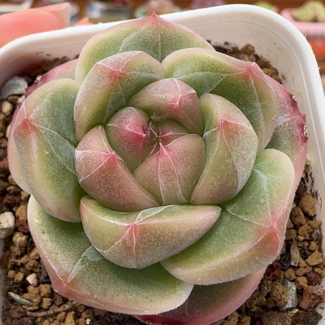 花语逸镜0812-60珍妮糖心