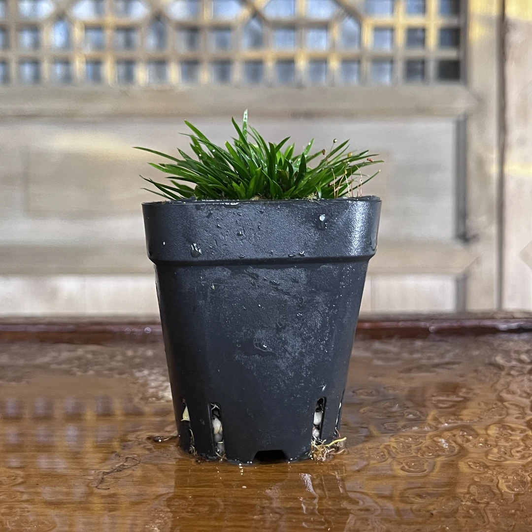 贵船苔菖蒲微景观