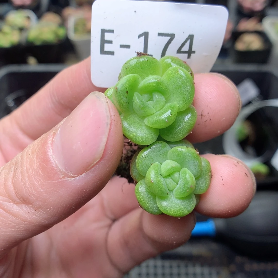 E174y y y y y y y y