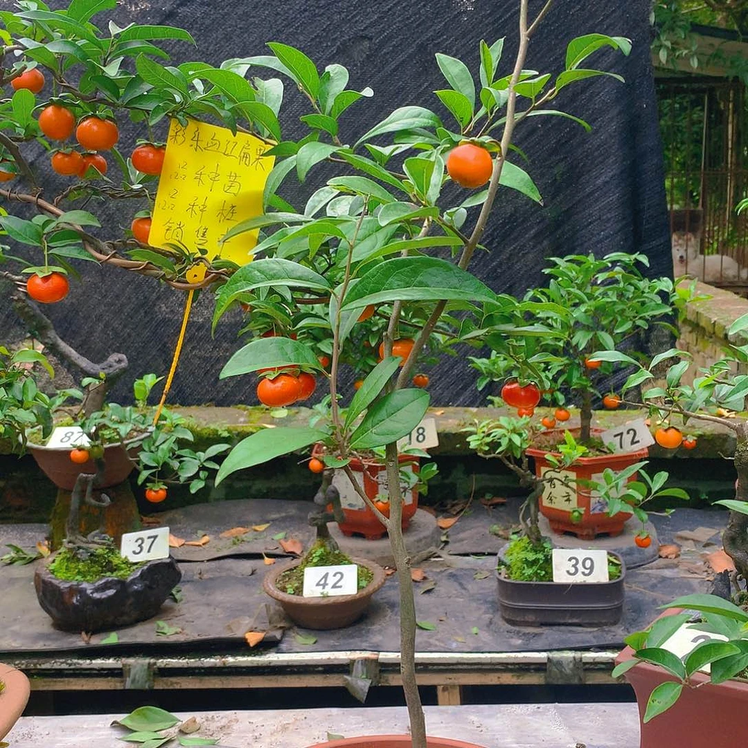 无花朵金弹子盆景花树