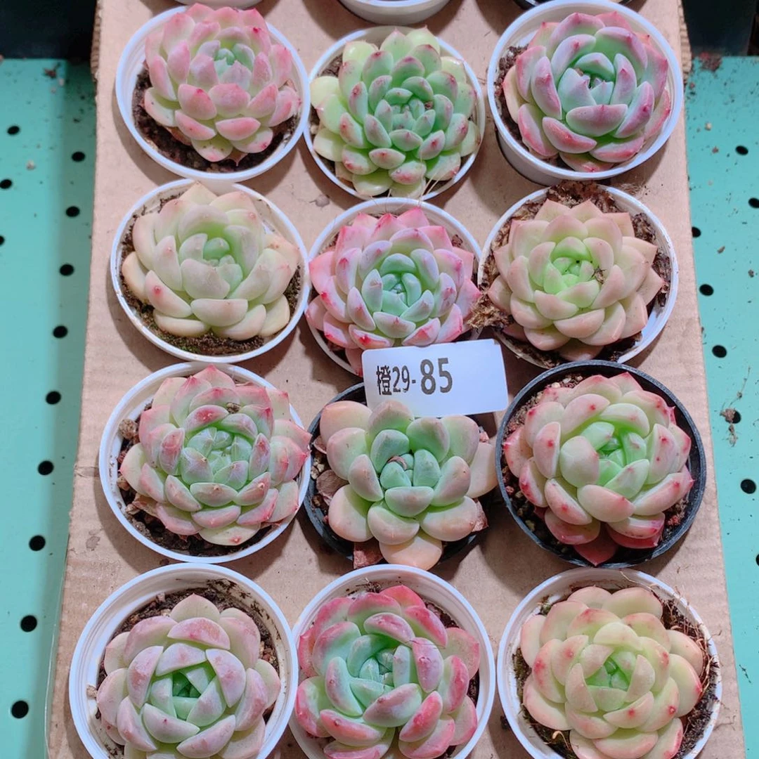 29-85一物一拍带盆18颗