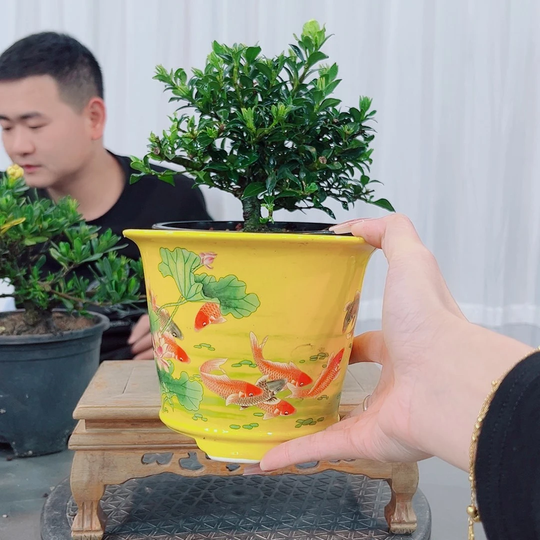 红陶魇*寿星栀子花