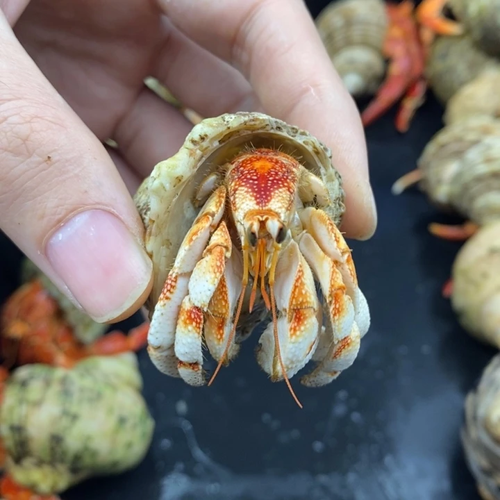 外***逗2.4口毛里求斯草莓红头竹节