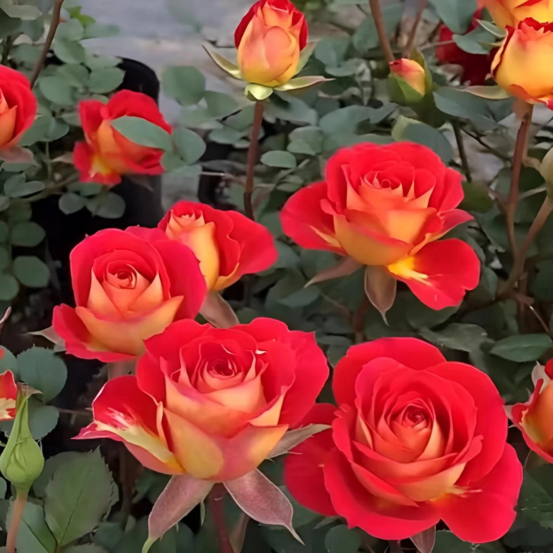 【二乔·魅惑·双鱼座】一花双色月季耐热耐寒四季开花昆明基地直发