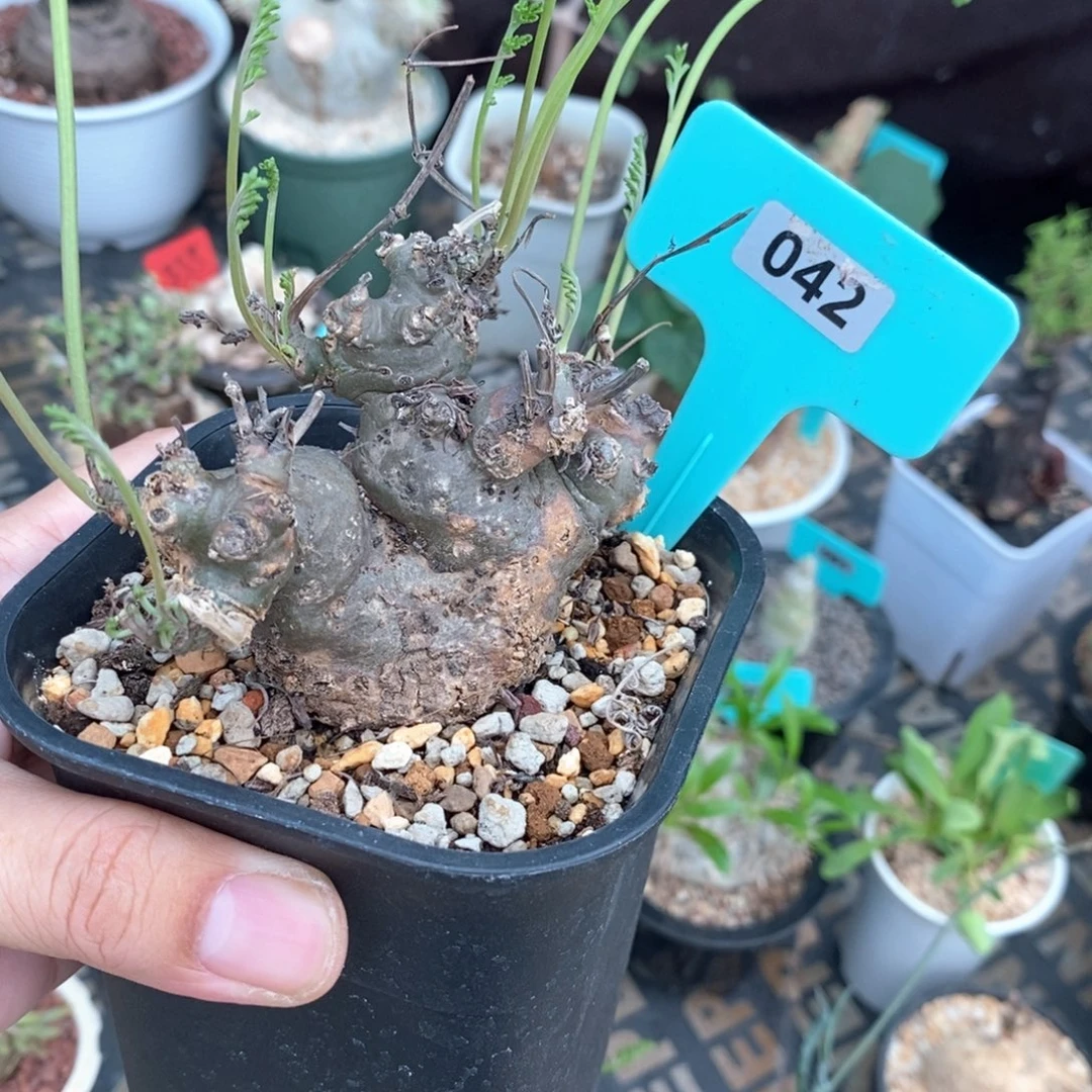 产地沉香鹿茸杨奎
