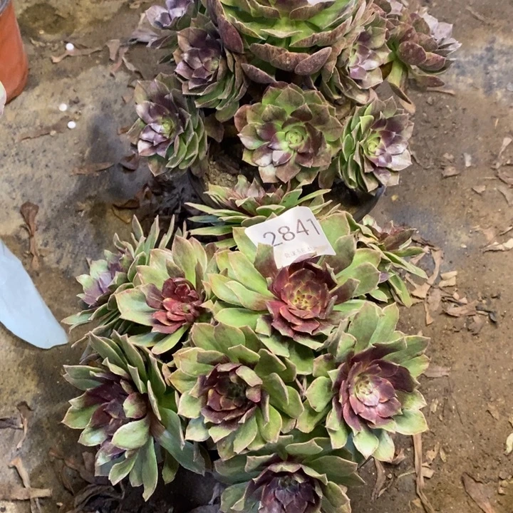 两盆多肉断头不包0084