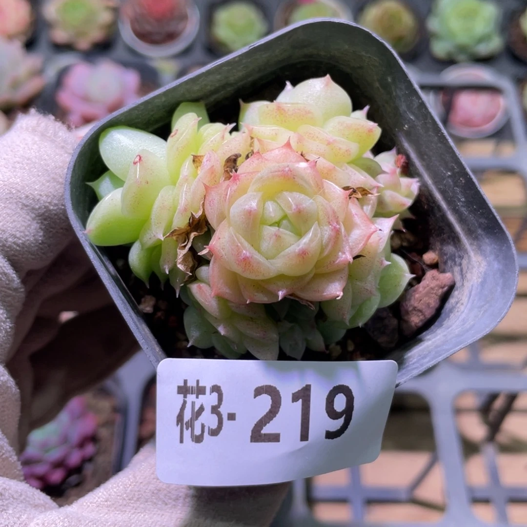 花利美3-219麦秆群