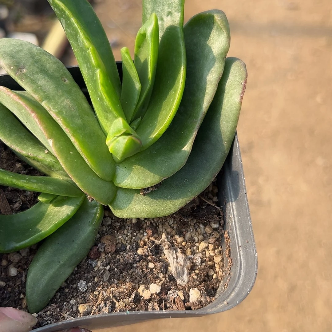 多肉植物佛手托金