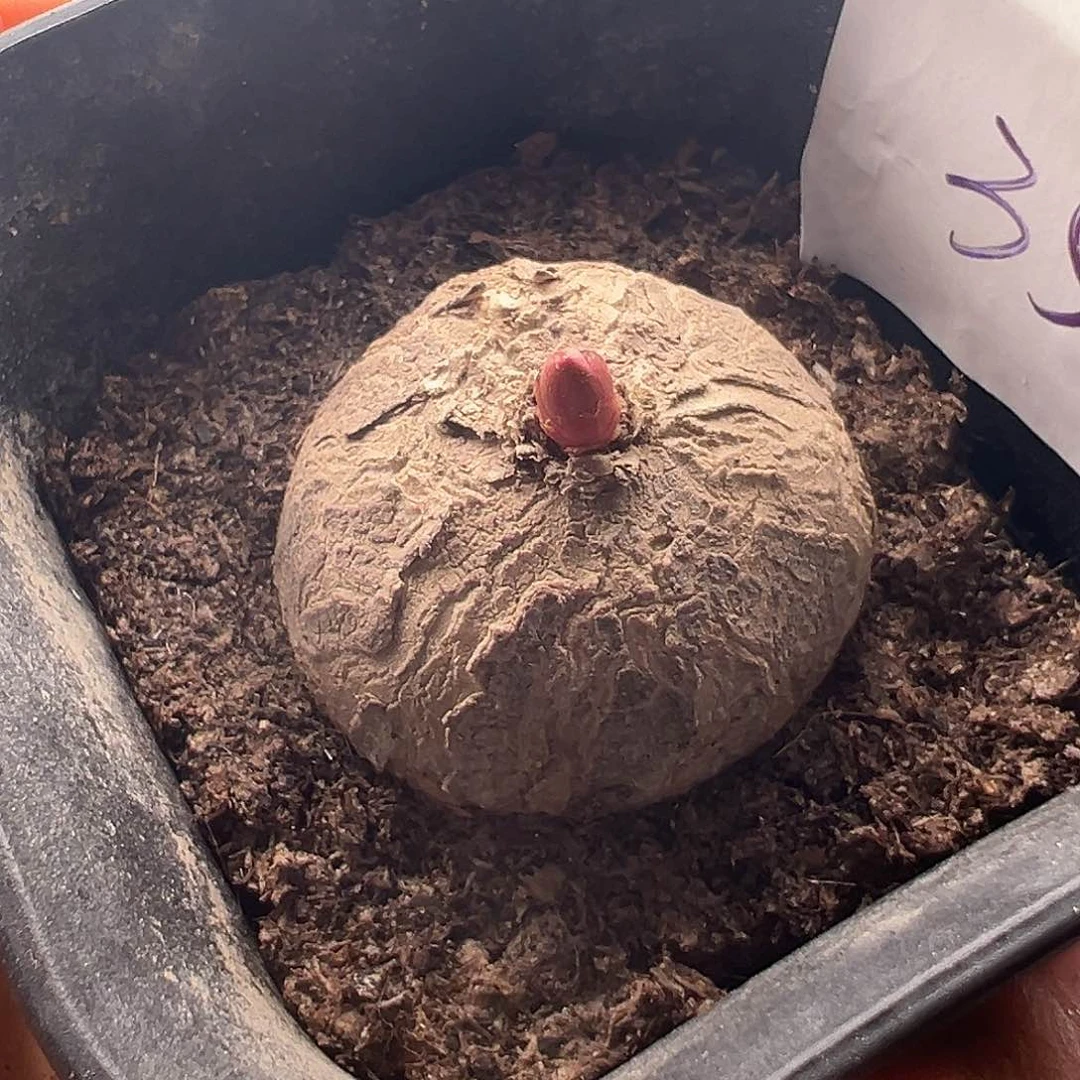 35号玫瑰大戟10.16多肉