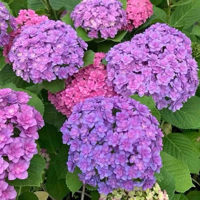 【太阳神殿】重瓣大花绣球露天苗多季节开花南北方阳台庭院盆栽地栽