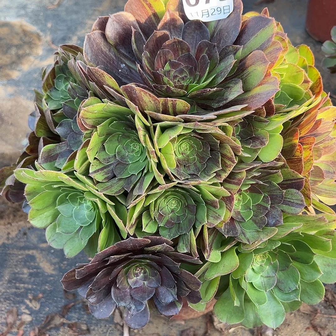 11.29-75花月夜多肉植物