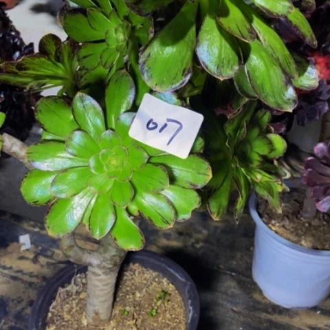 青**墨微锦多肉植物一物一拍17多肉