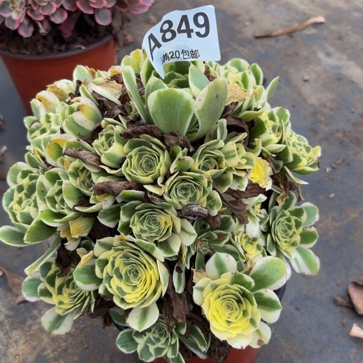 瑞妈多肉植物，849迈