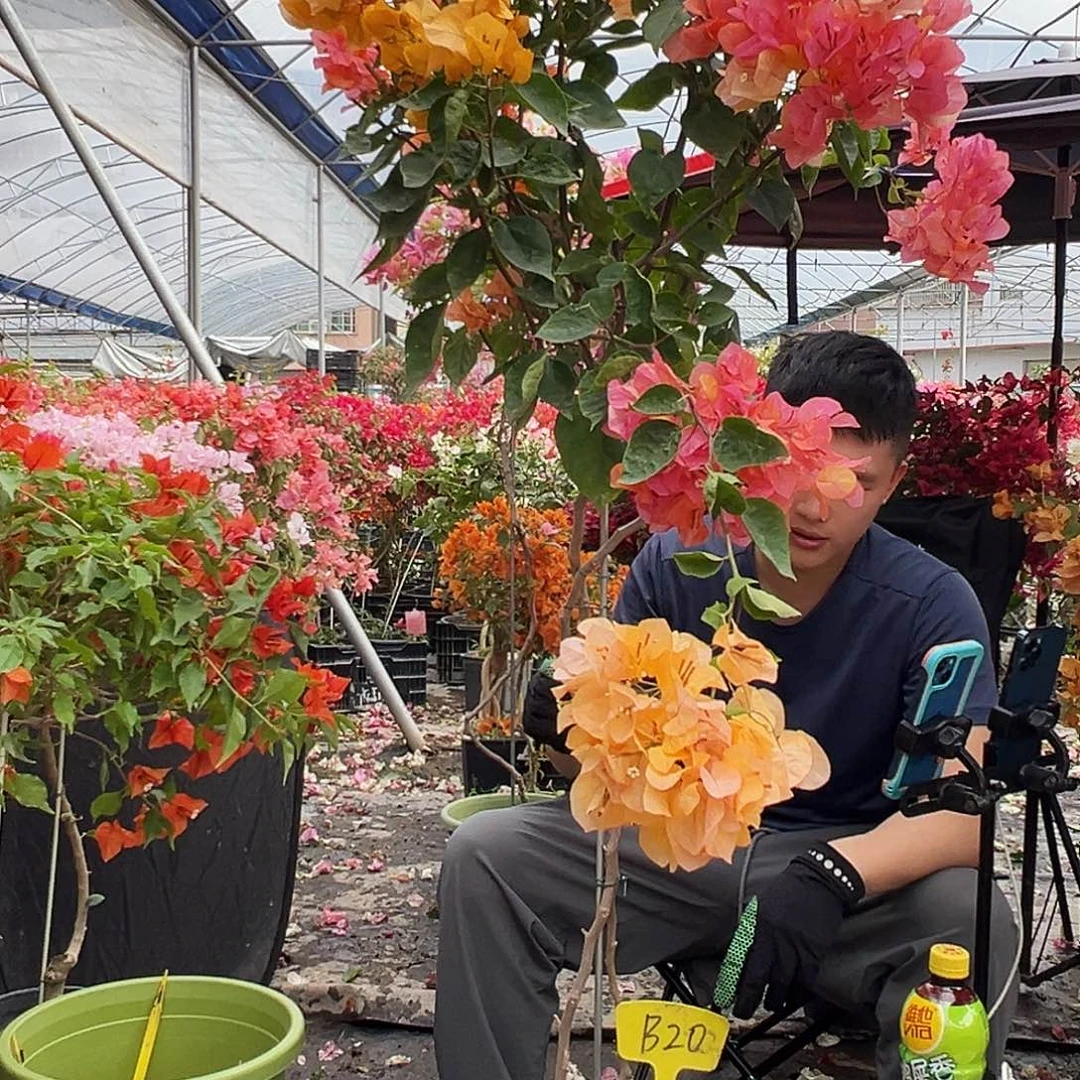 碧***天大部分花苞少量开放B20阿达纳