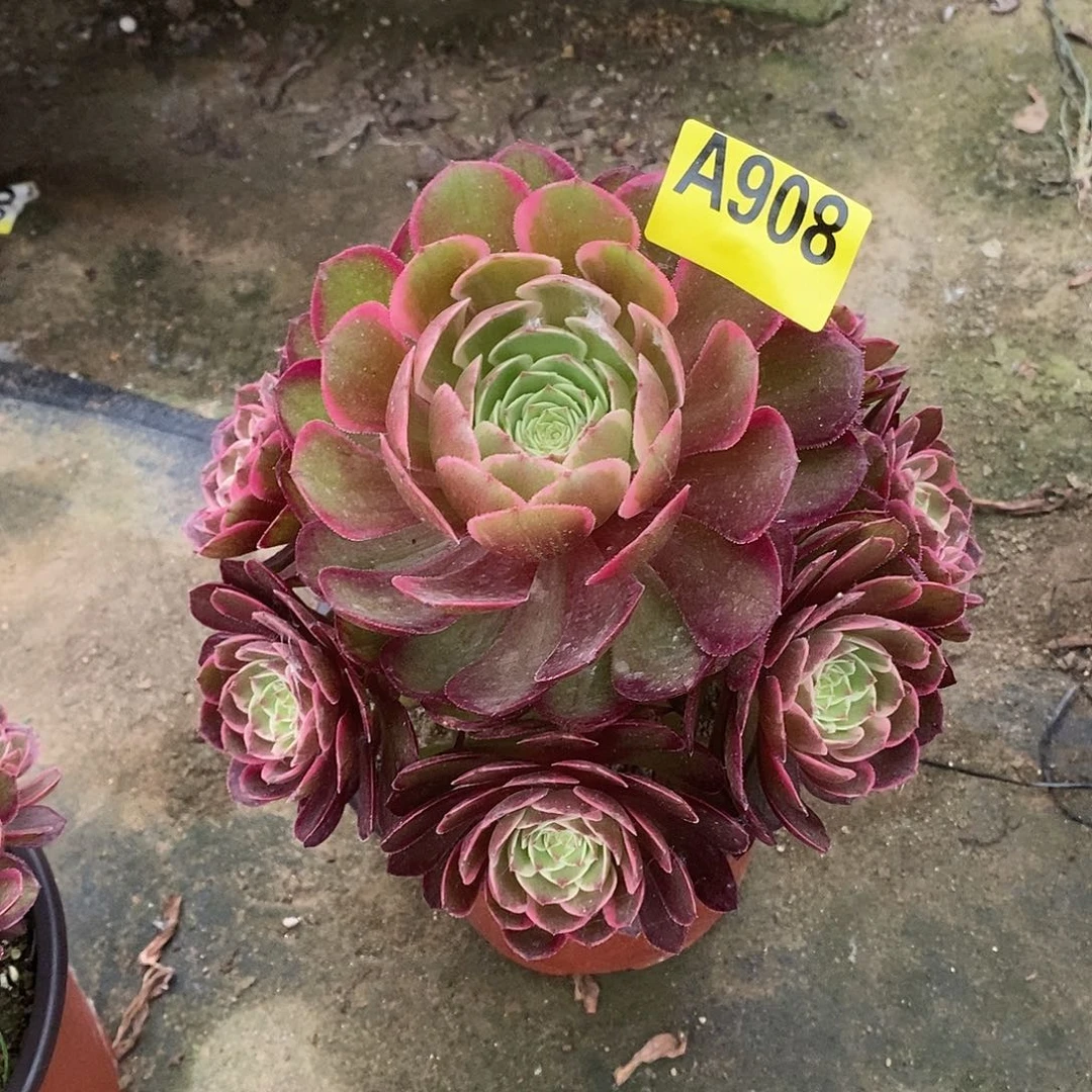 粉花妖多肉法师908