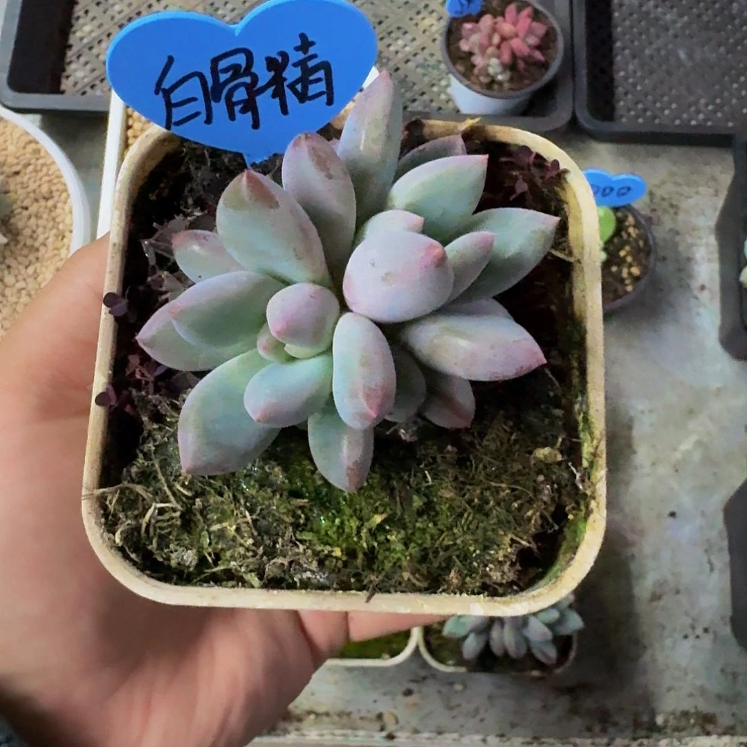 ****精凯普盾 双头 一物一拍