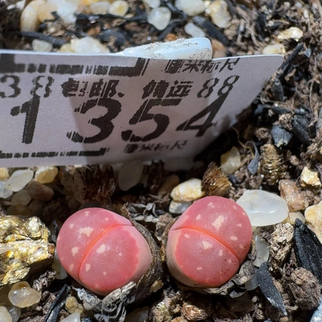 Ssss精品生石花1354