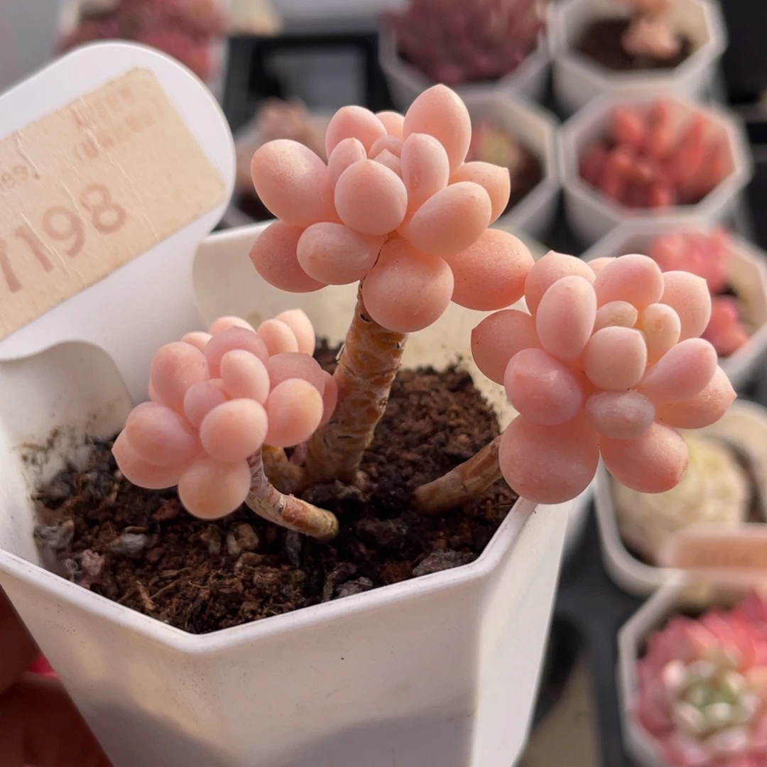 洛可可7198-6.0厘米