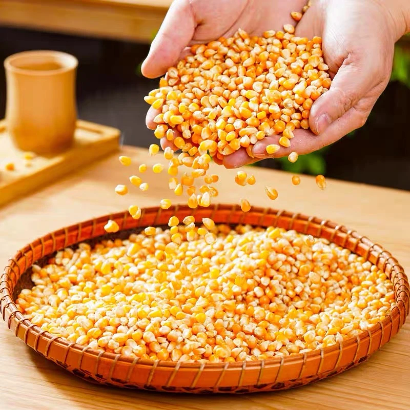 新疆金豆子爆米花玉米粒搭配奶香油油多规格自制爆米花原料