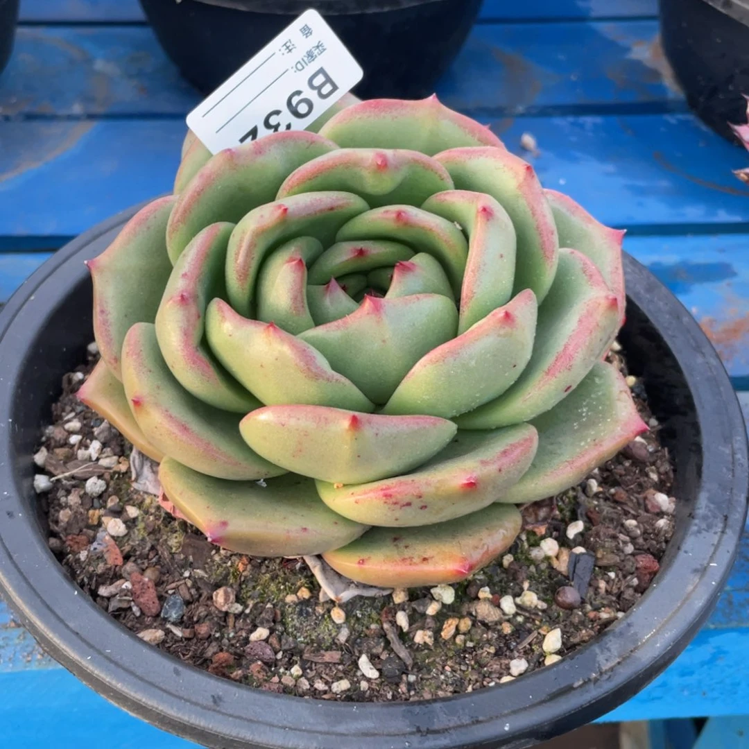 无花朵若如东云组拍B932