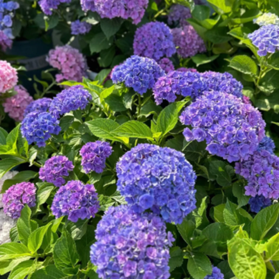 【宠粉福利五加仑你我一起】耐高温绣球盆栽露天易养护适合庭院种植