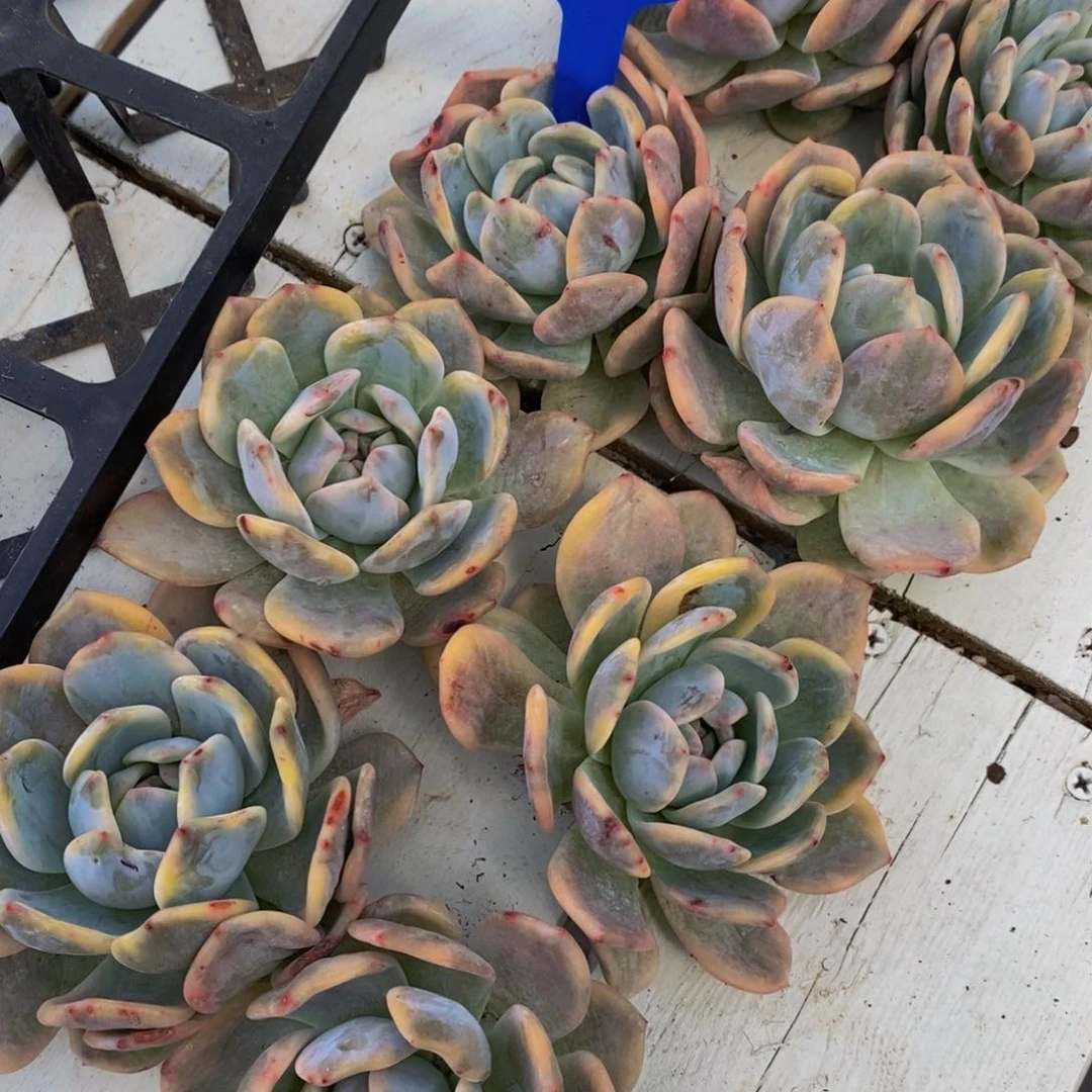 08-精品梦露锦单头一个