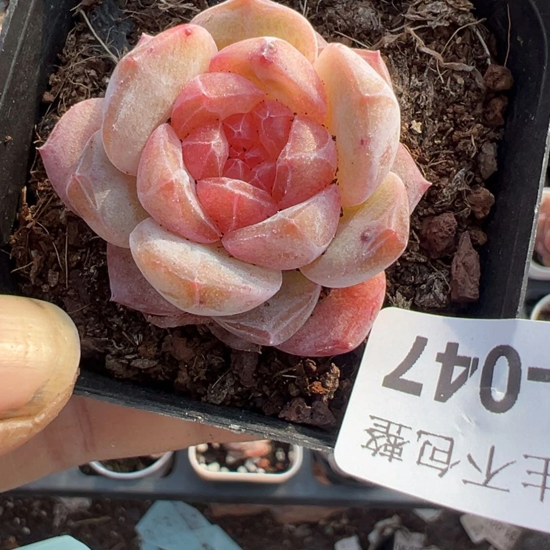 小卡拉米糖心一物一拍16-47