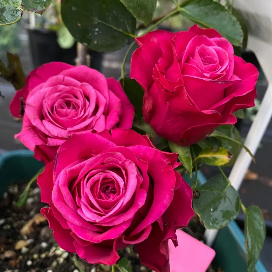 苏珊月季 切花玫瑰月季花苗阳台庭院花卉中苗