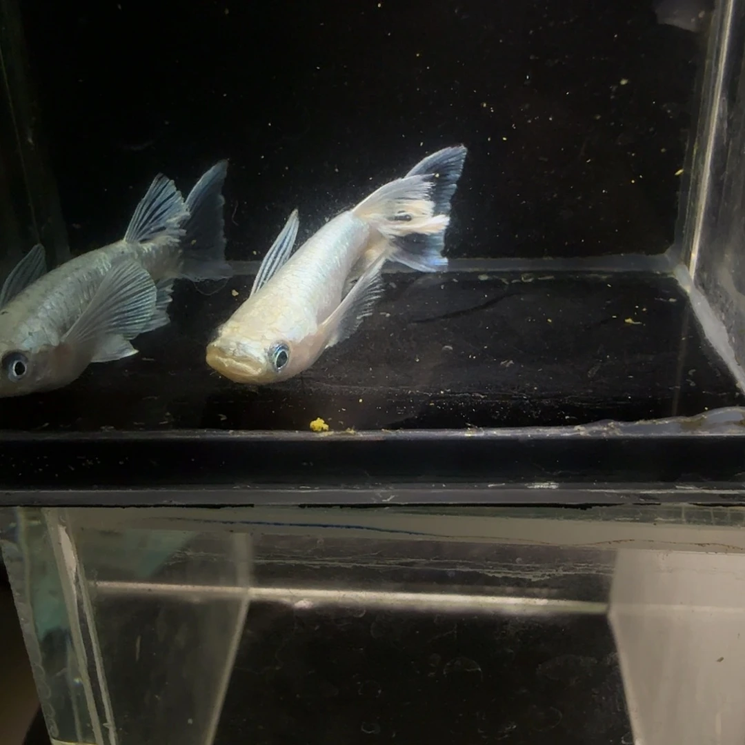 青鳉鱼一物一拍852