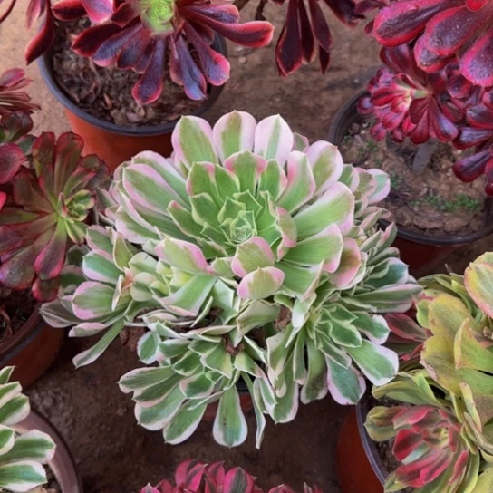 白凤法师9.9多肉植物