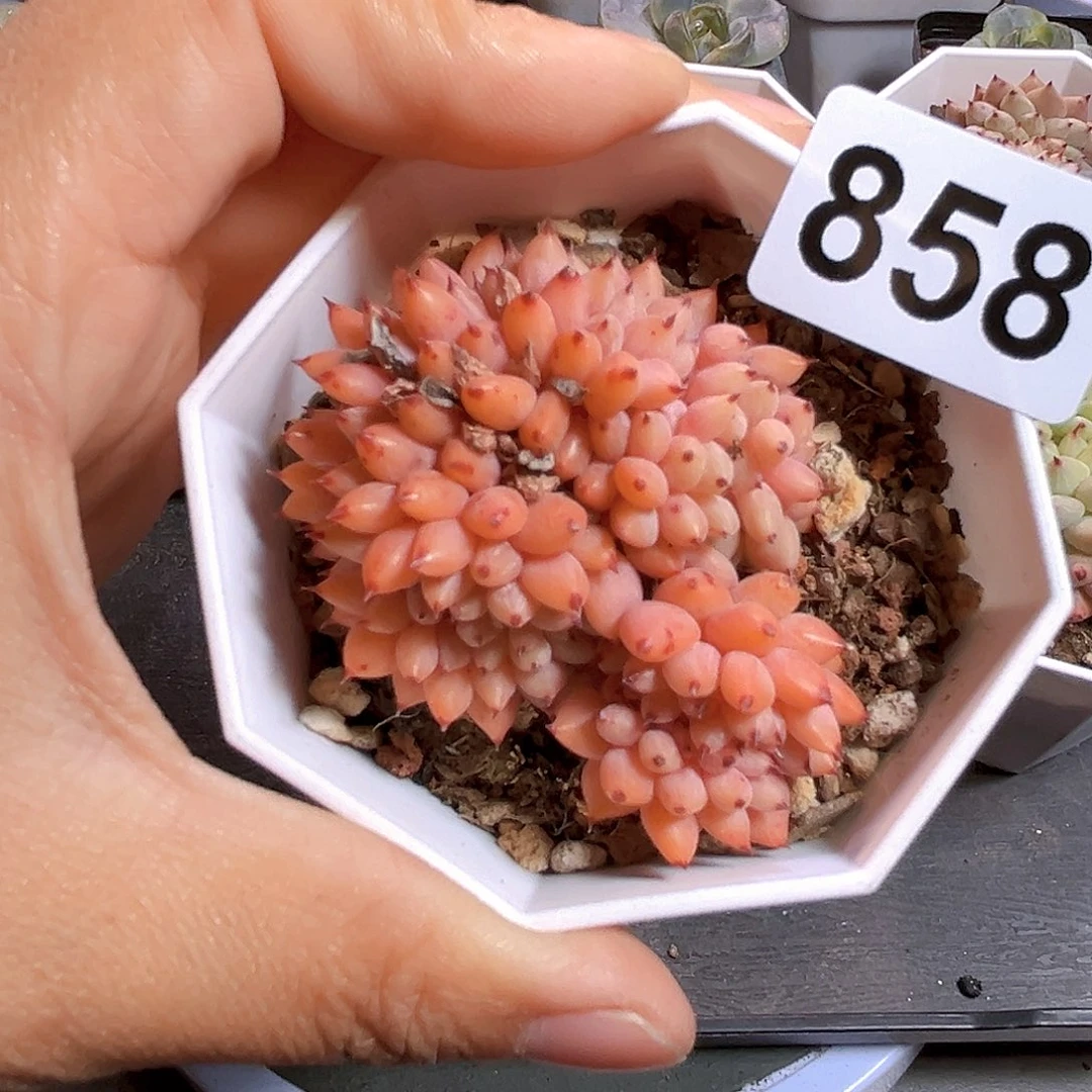 S***。858  飞镖  满18包邮