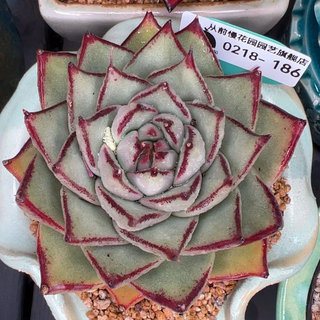 从前慢多肉精选编号0218.186