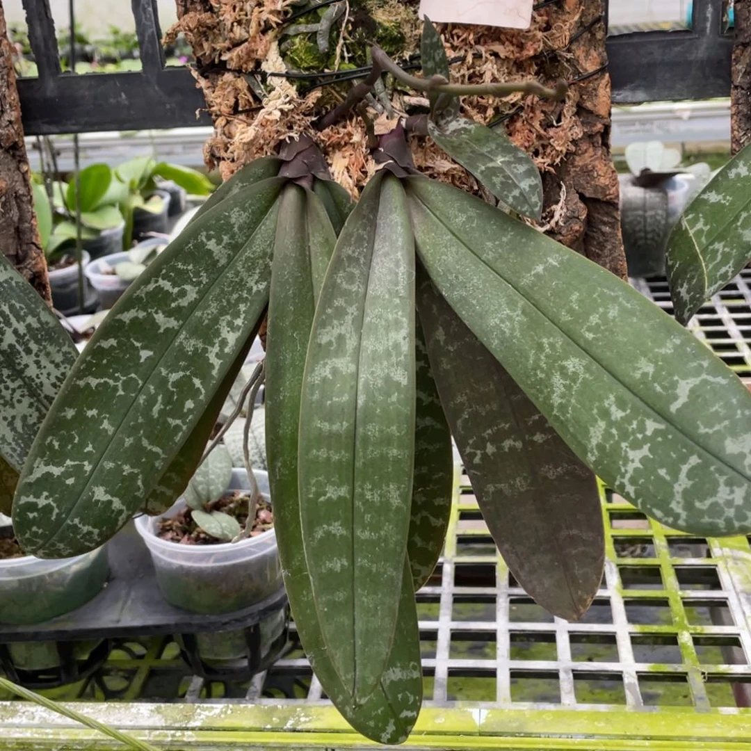 当前无花栽培后可以开花（民都洛山採西）