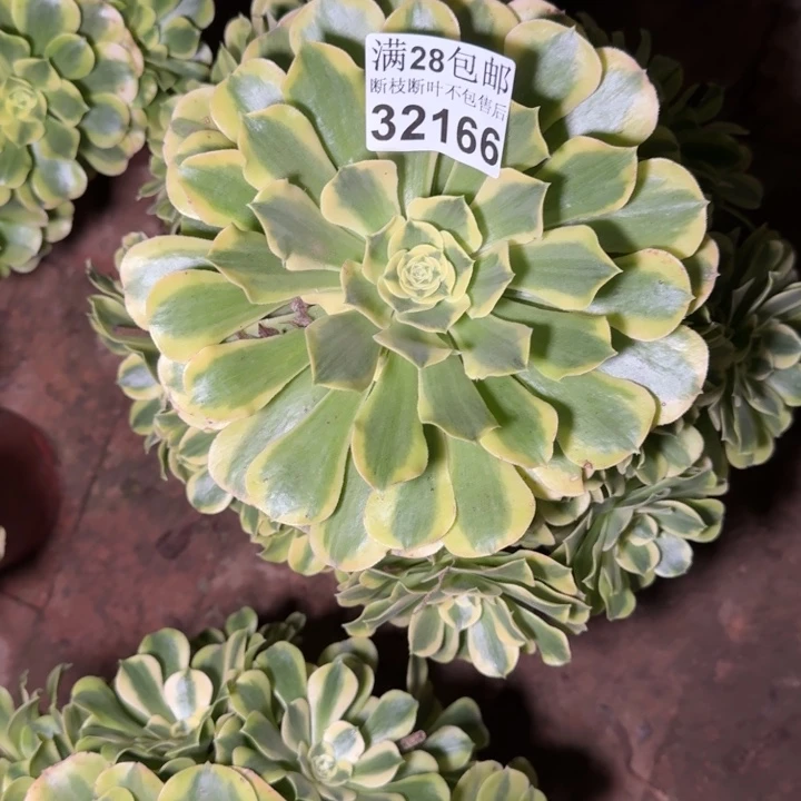 32166绿豆多肉植物
