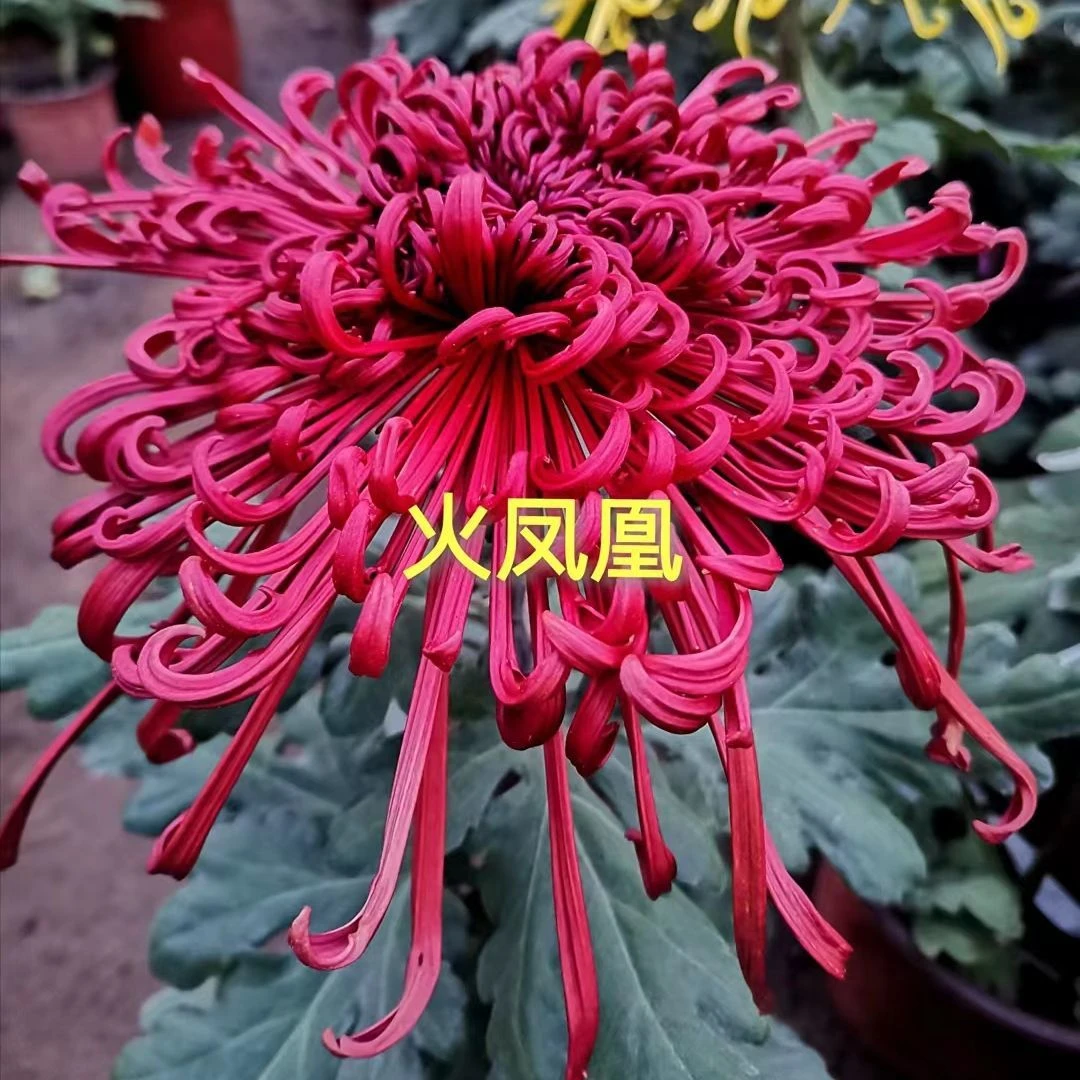 2025【火凤凰】菊花盆栽花根出售（断肢掉花养死不售后）