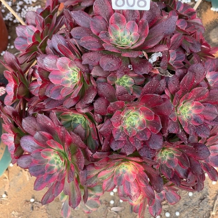 608多肉植物安娜