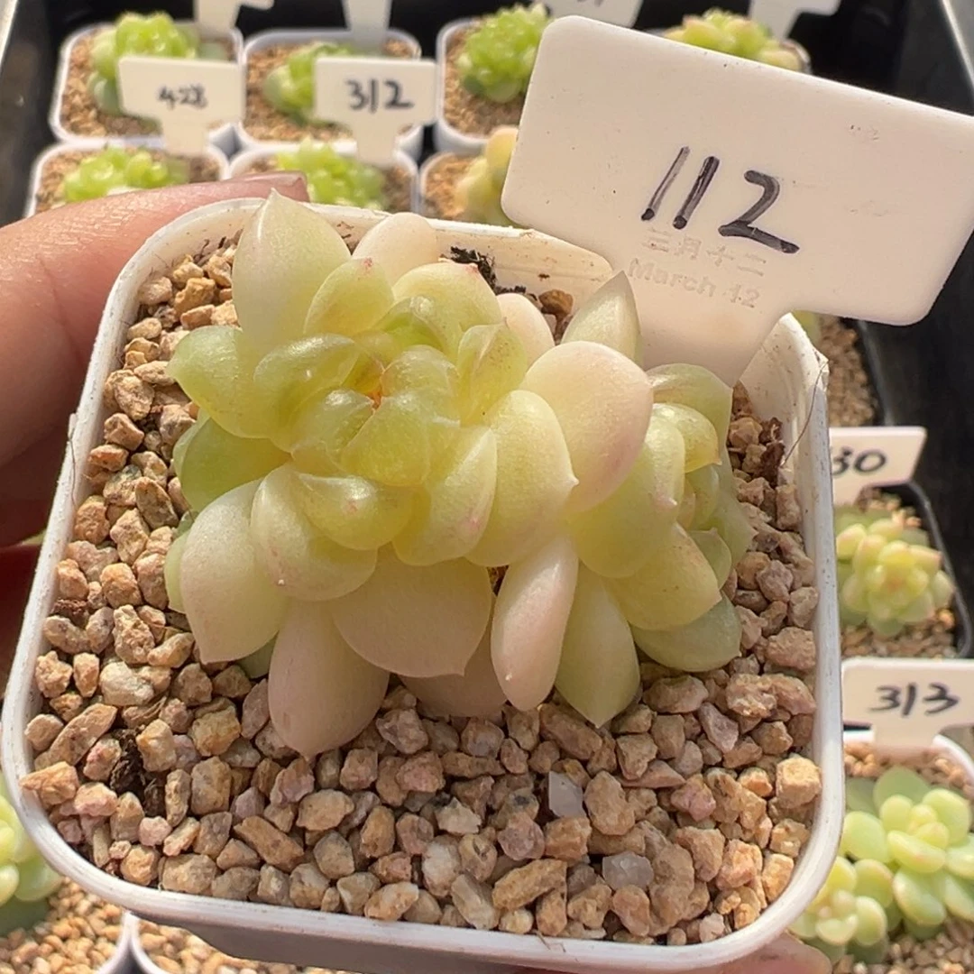 112号财富密码现金3头