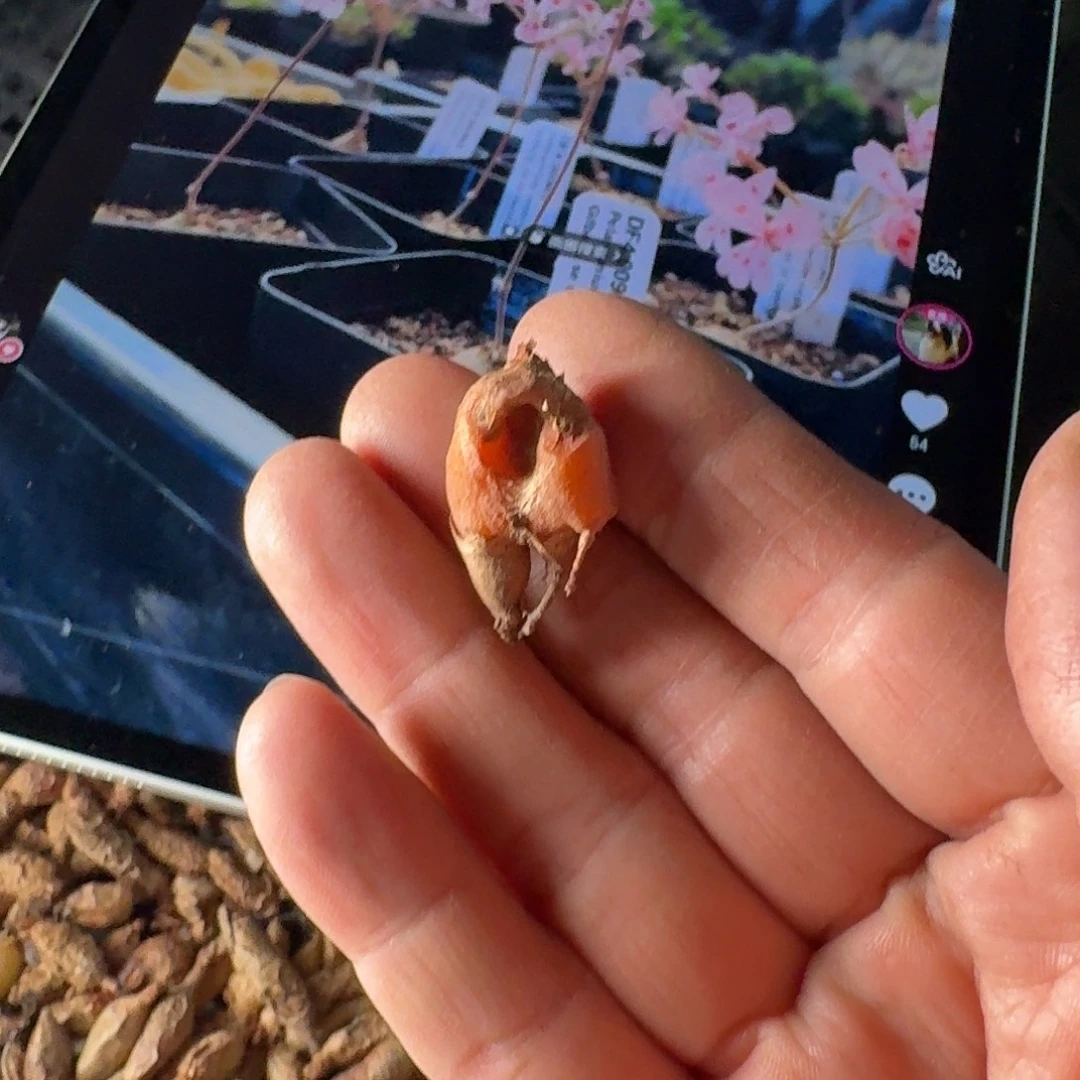 慕***期肾叶洋葵一个定向