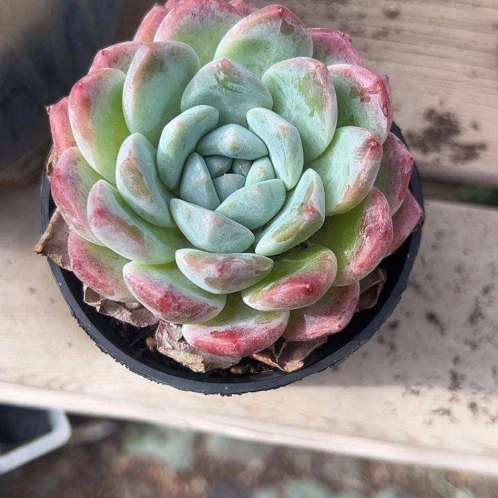 单头冰糖橙多肉植物精品