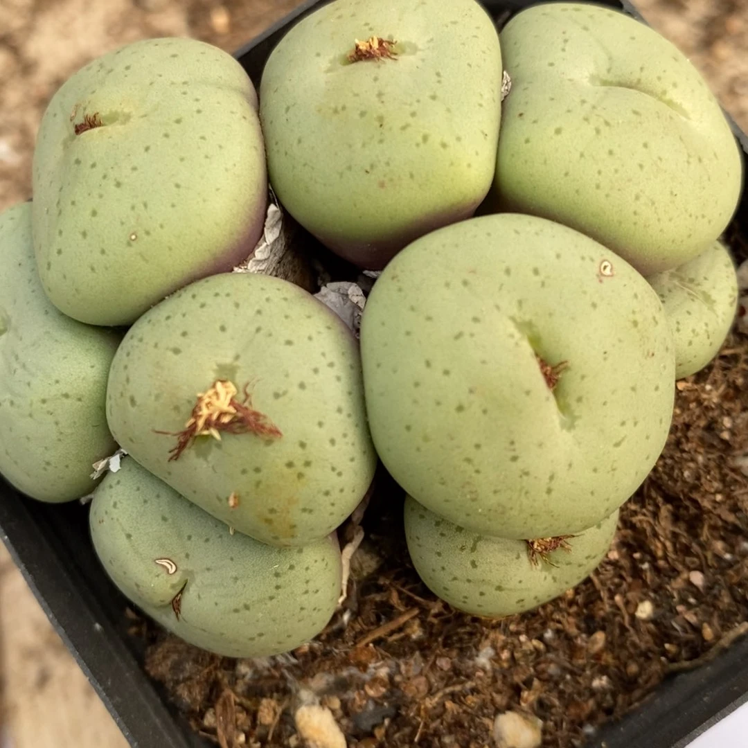 1228吕氏大饼一群