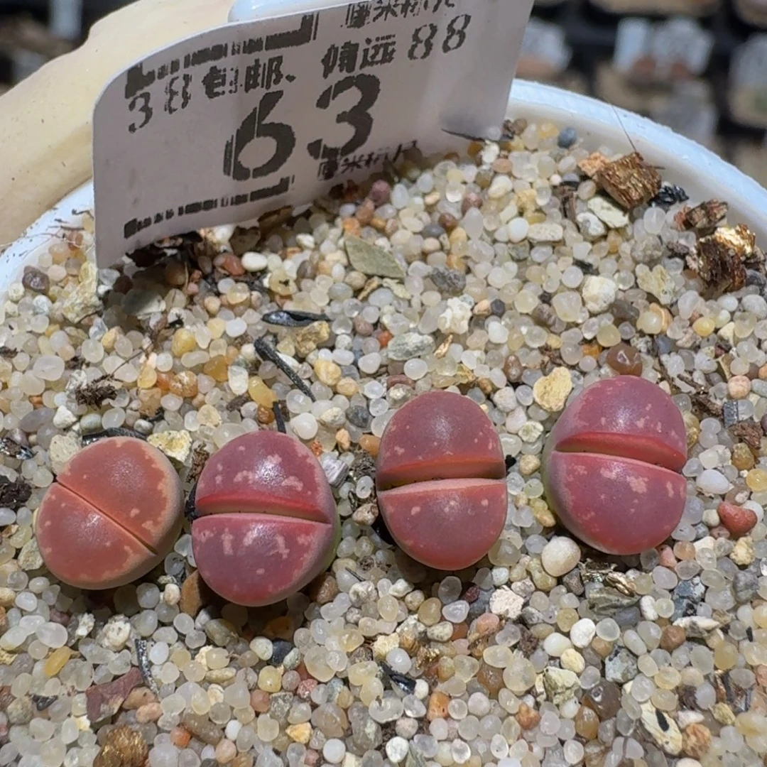 Zzzzz精品生石花63