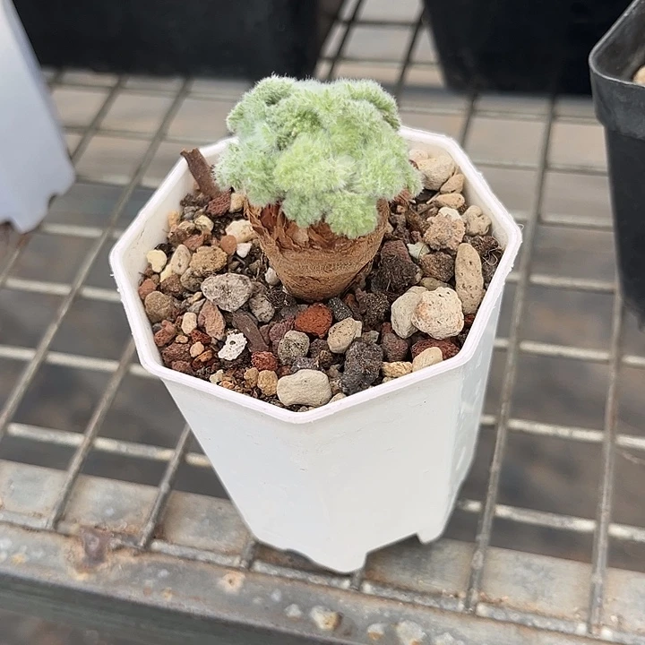 我也不知道我为什么要这样