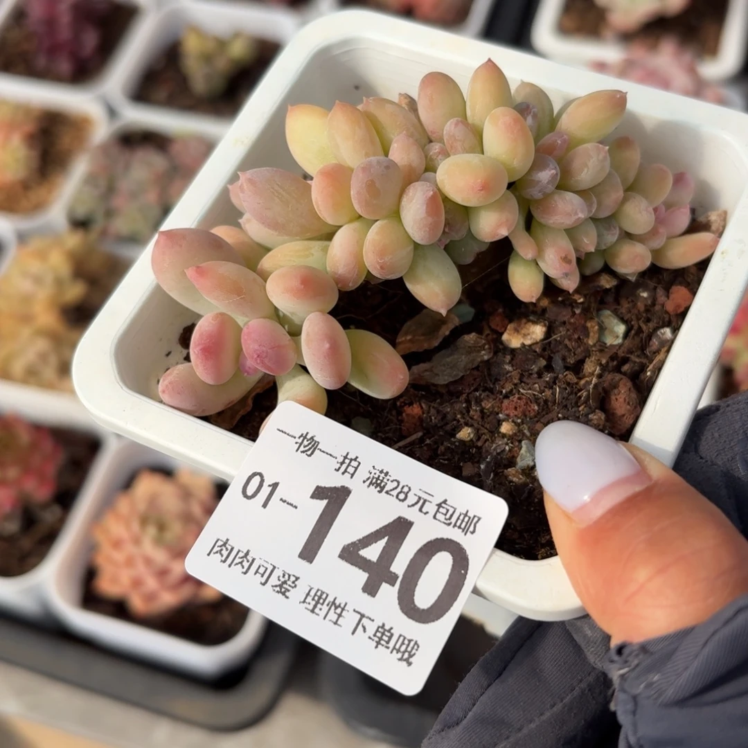 三日月美人缀化无盆土发货