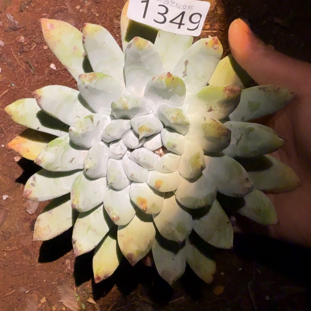 圆叶拇指帕奇飞徒小my杯多肉福利