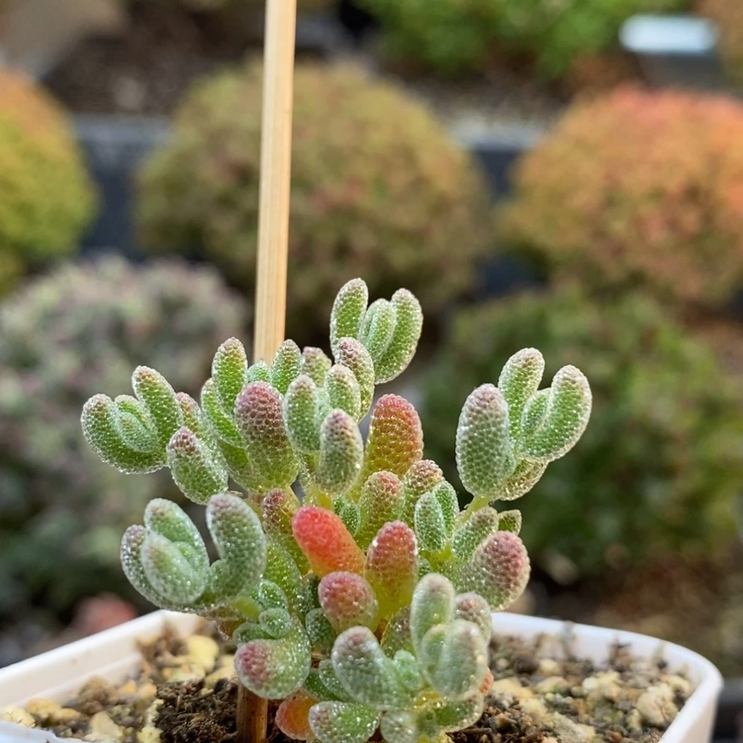 优选冰晶6167枝干番杏