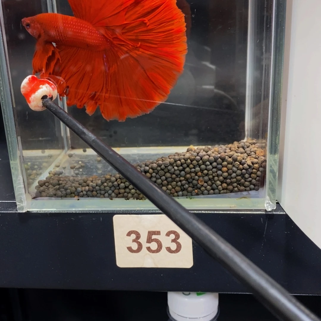 斗鱼353巨斗11111111