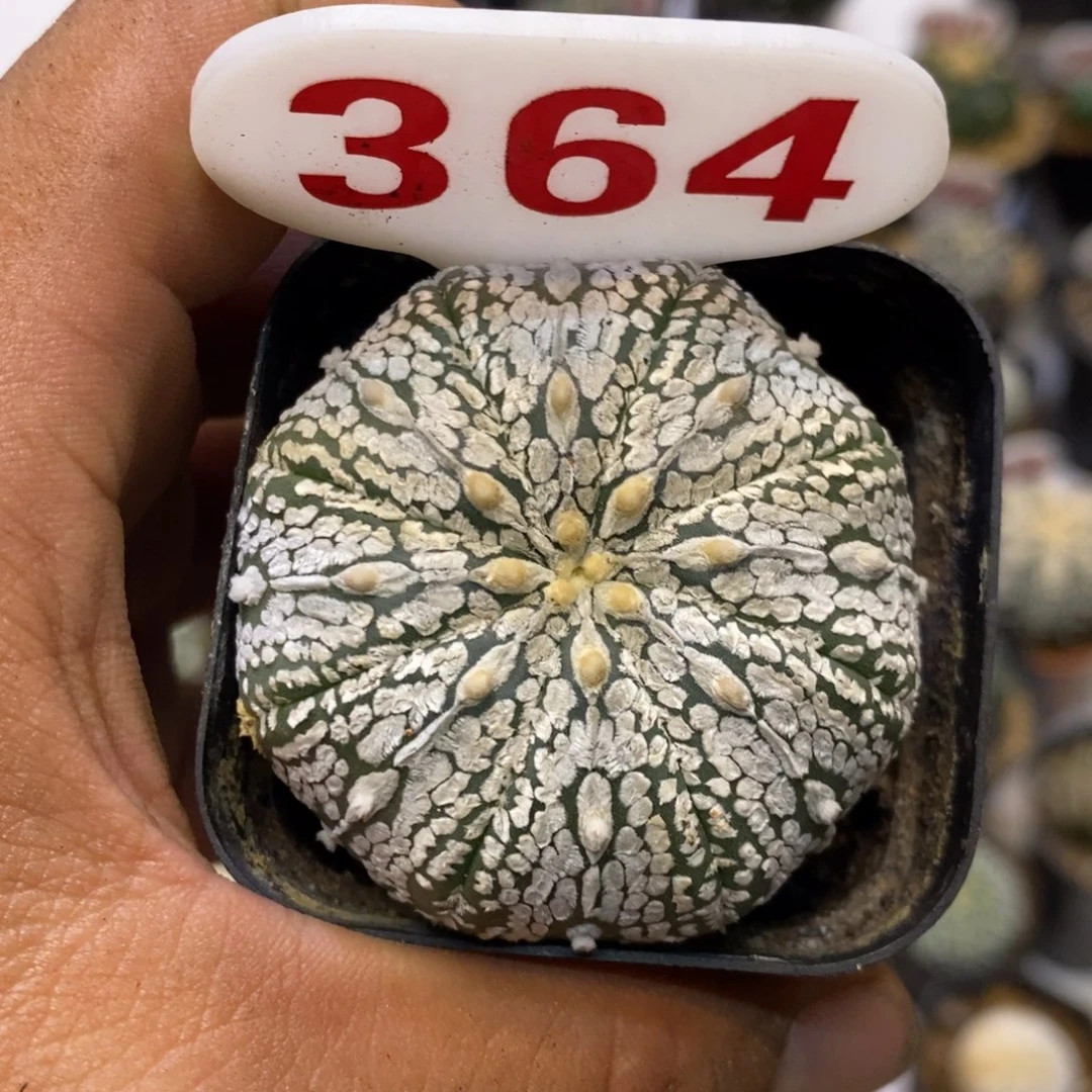 364福利特价咯打车