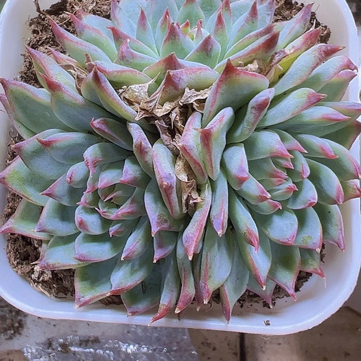 梦瑶群19包邮多肉植物