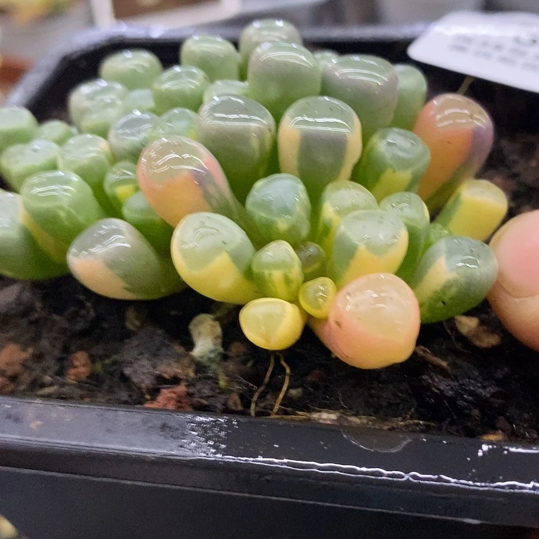 622五十玲玉锦多肉植物哇啦塞