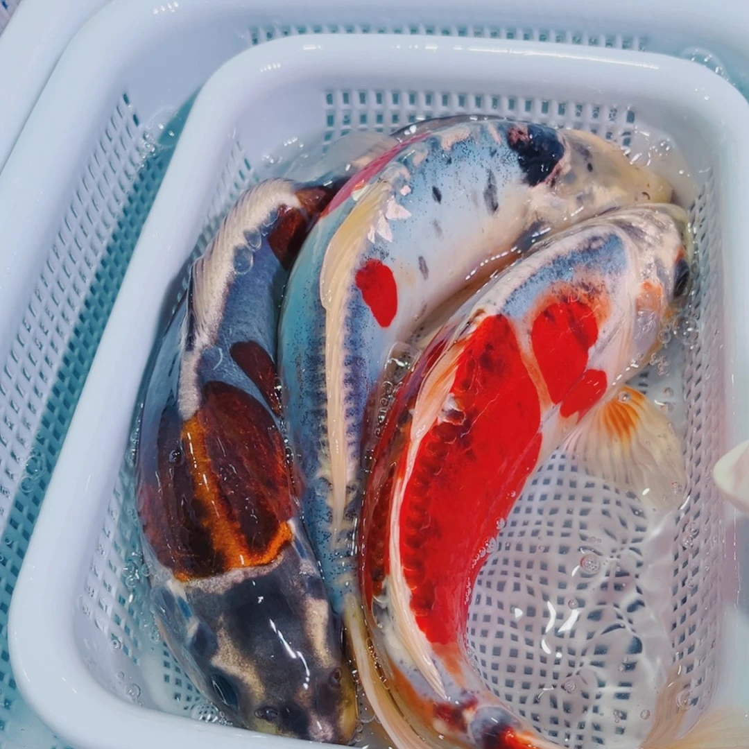 锦鲤锦鲤冷水鱼观赏125